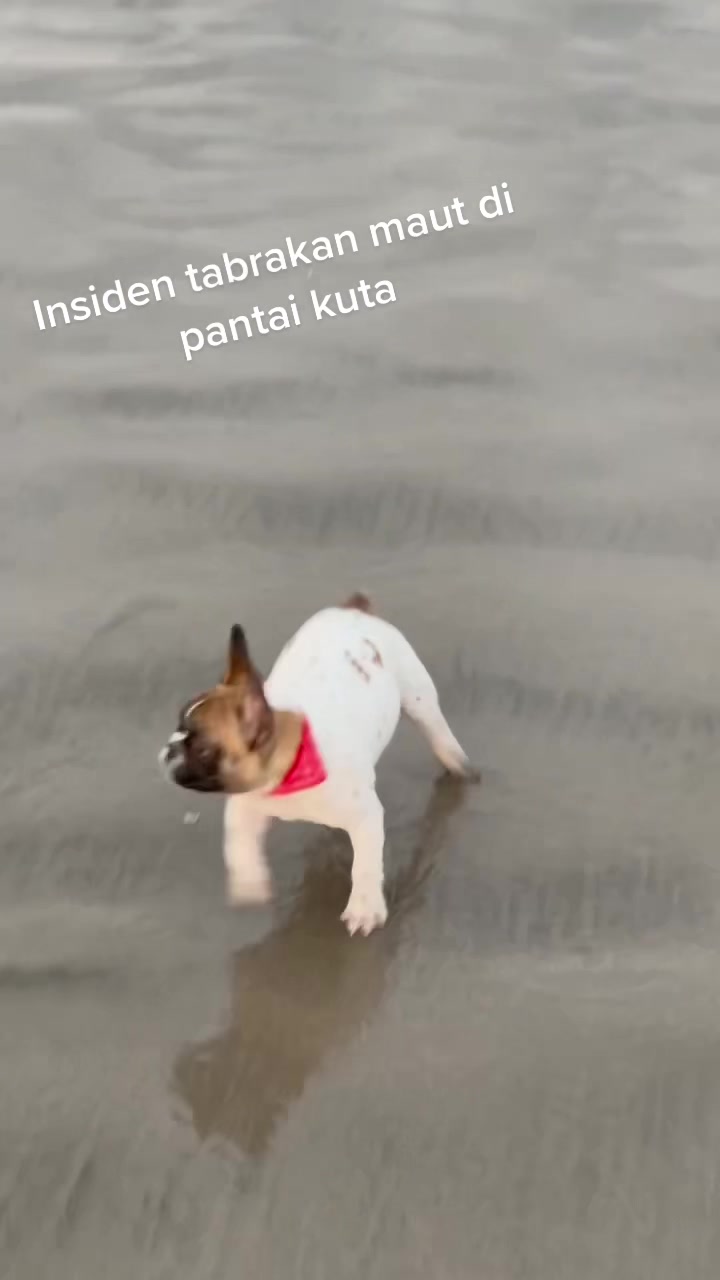 @PINAT SANJI