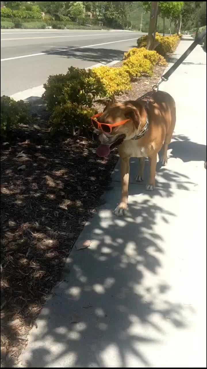@dogsontherun