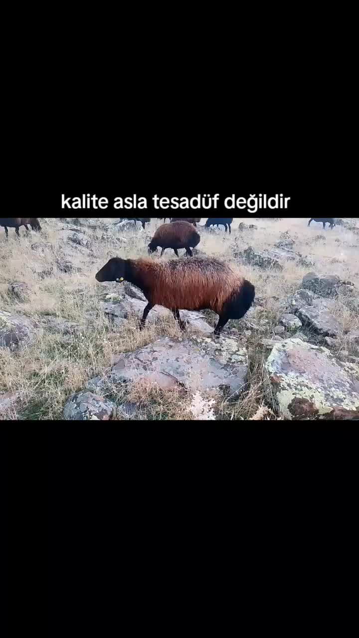 @𝑀𝑒𝓂𝑜_𝒢_𝑅_𝐵_𝒵_