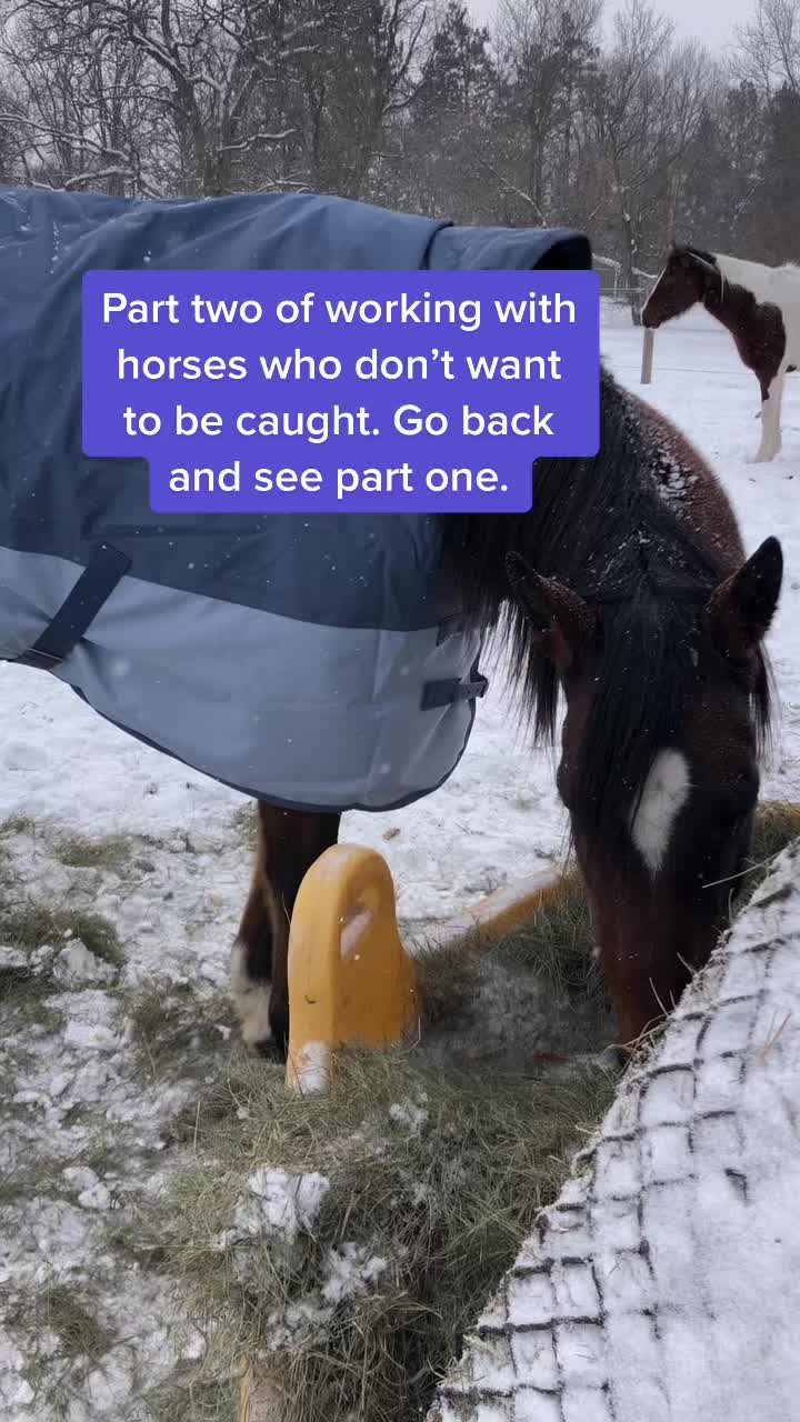 @Spirithorsecentermn