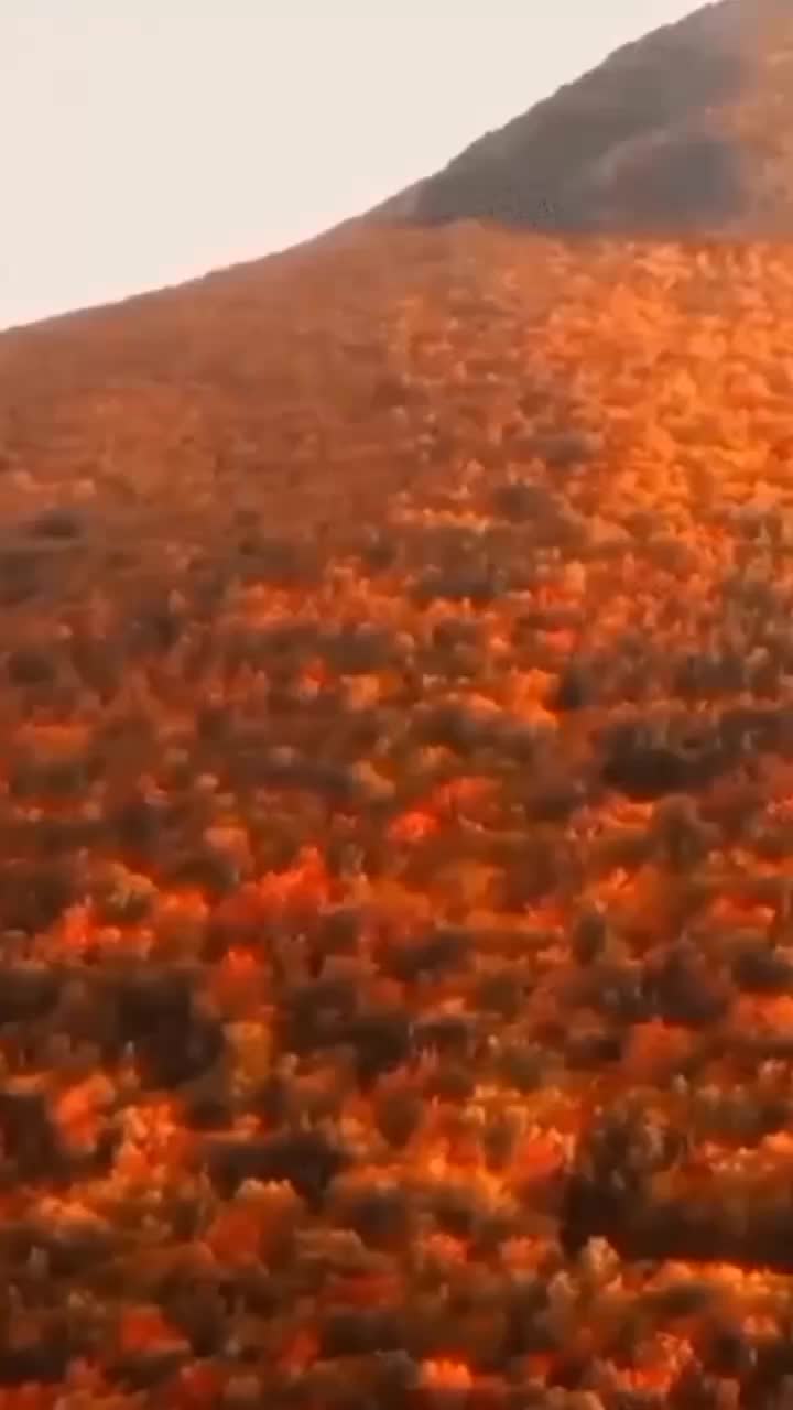 @Елена