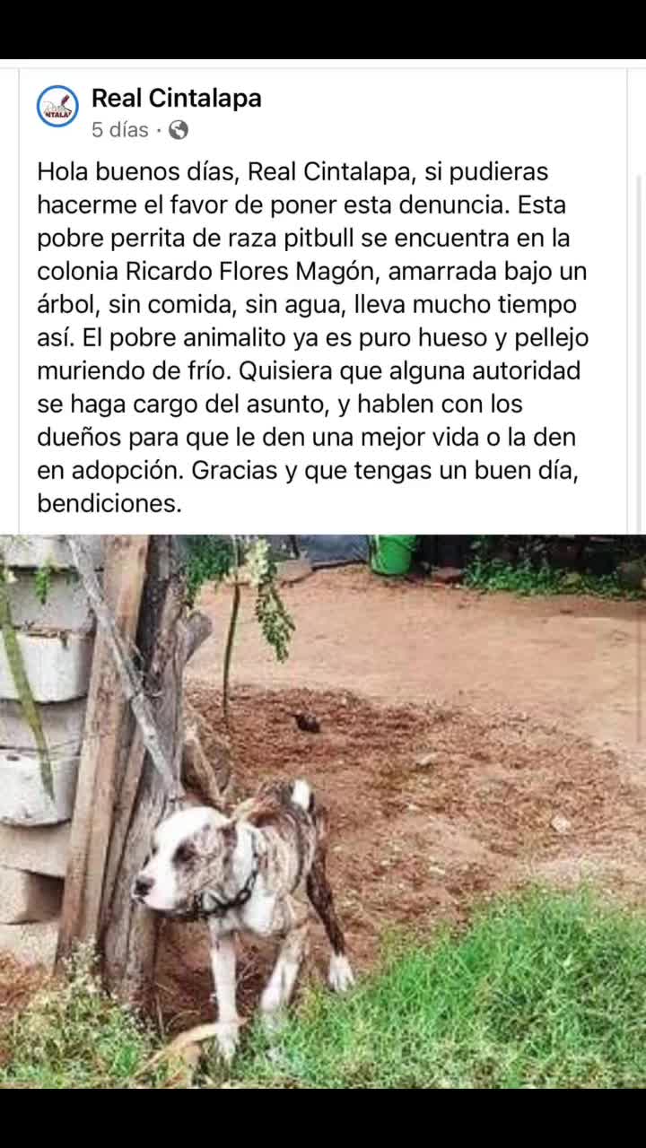 @Patitas_felices🐾