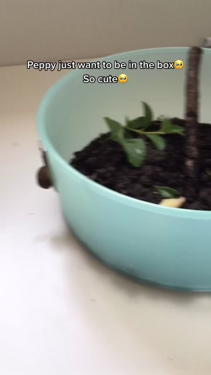 @Peppy the snail <3