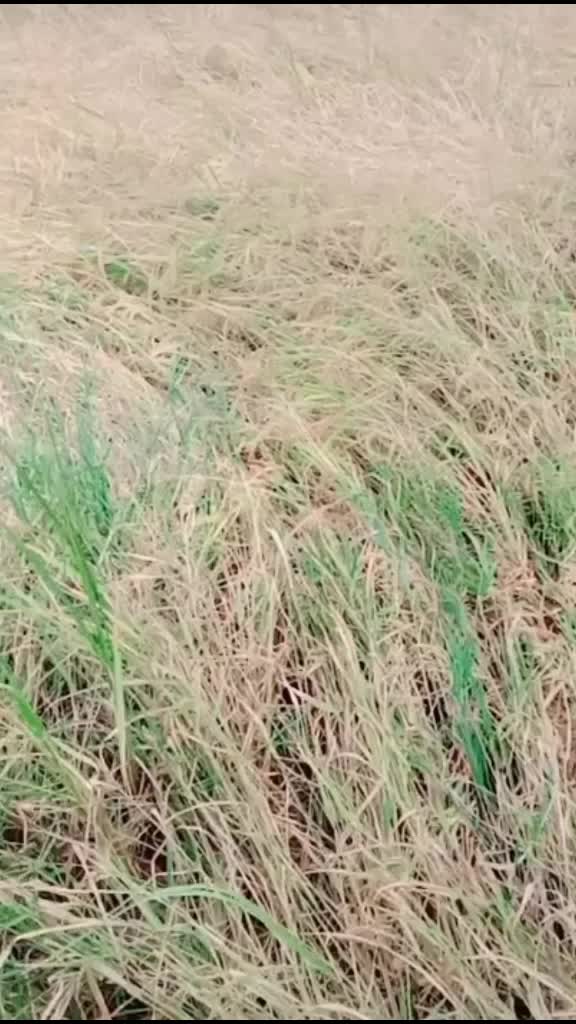 @Wãrriørß Vèérã 45