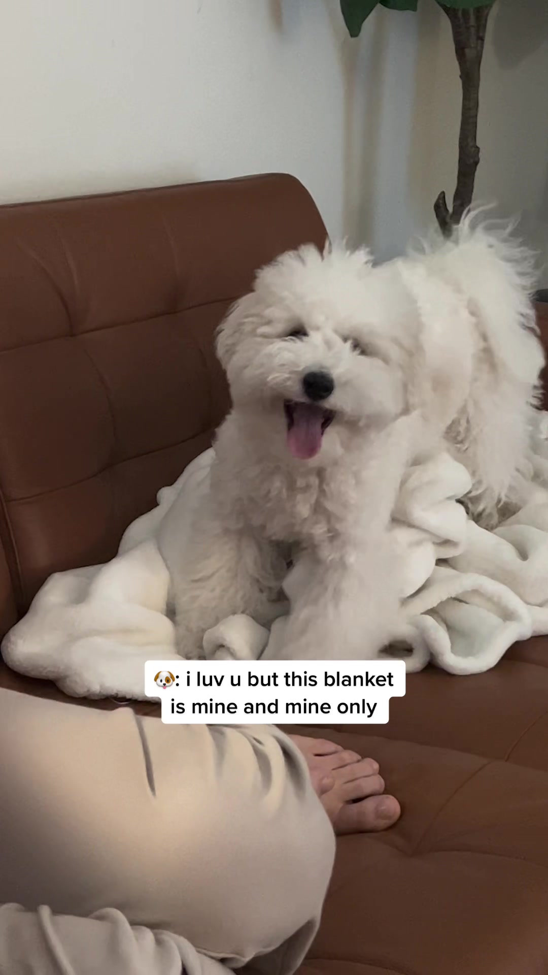 @Rui the Bichon