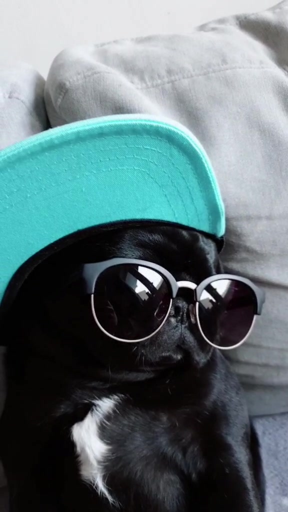 @lovelypug.kiba
