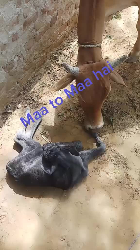 @Vijender Kumar