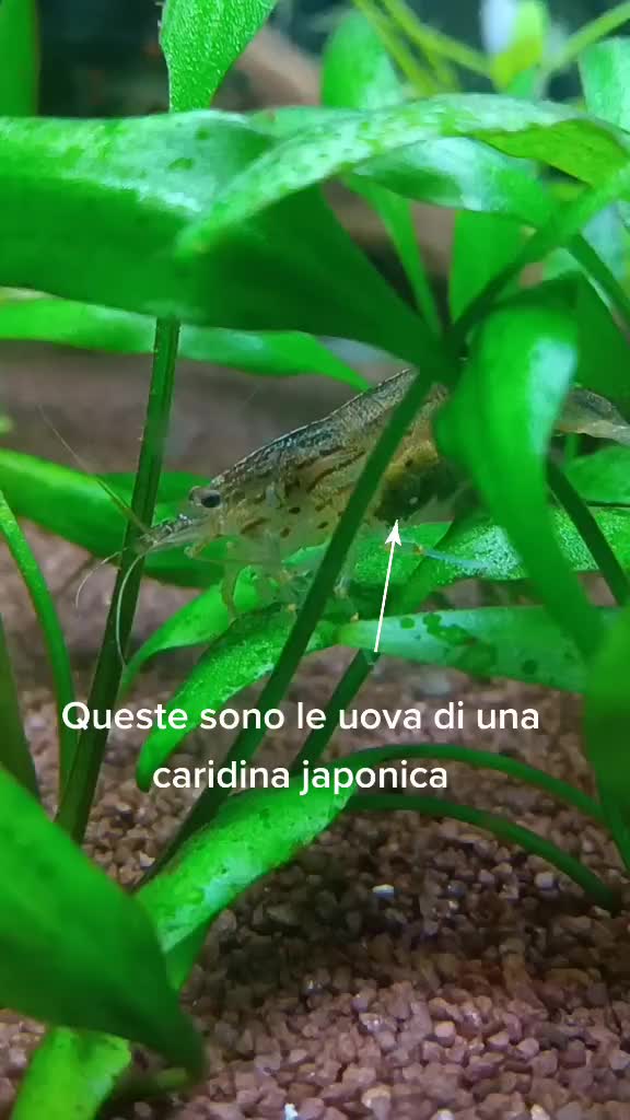 @Elena Boscolo