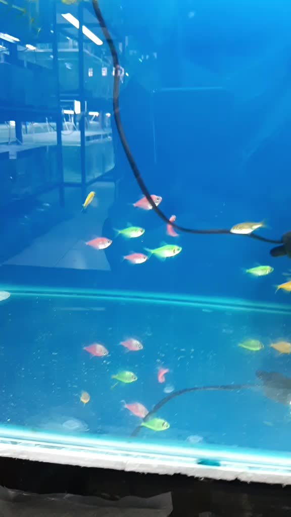 @Rebel Pets 🐠