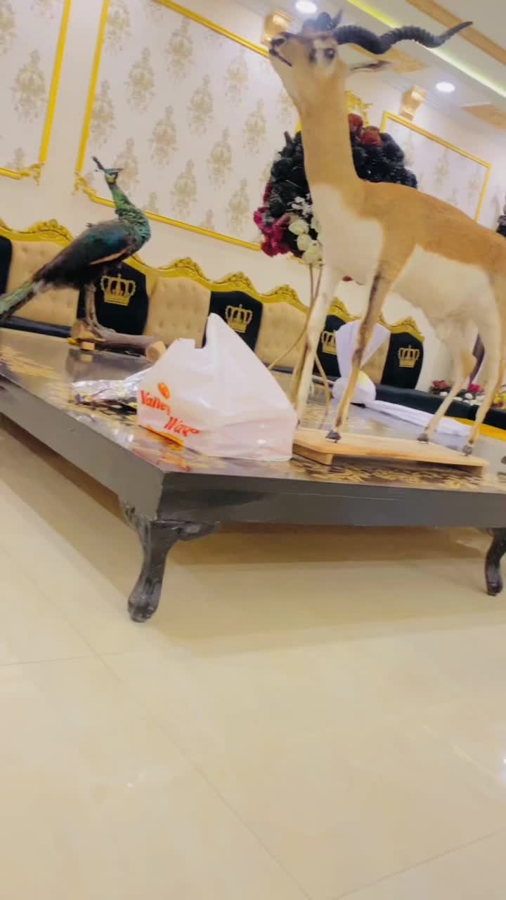 @راجہ جی 🦅
