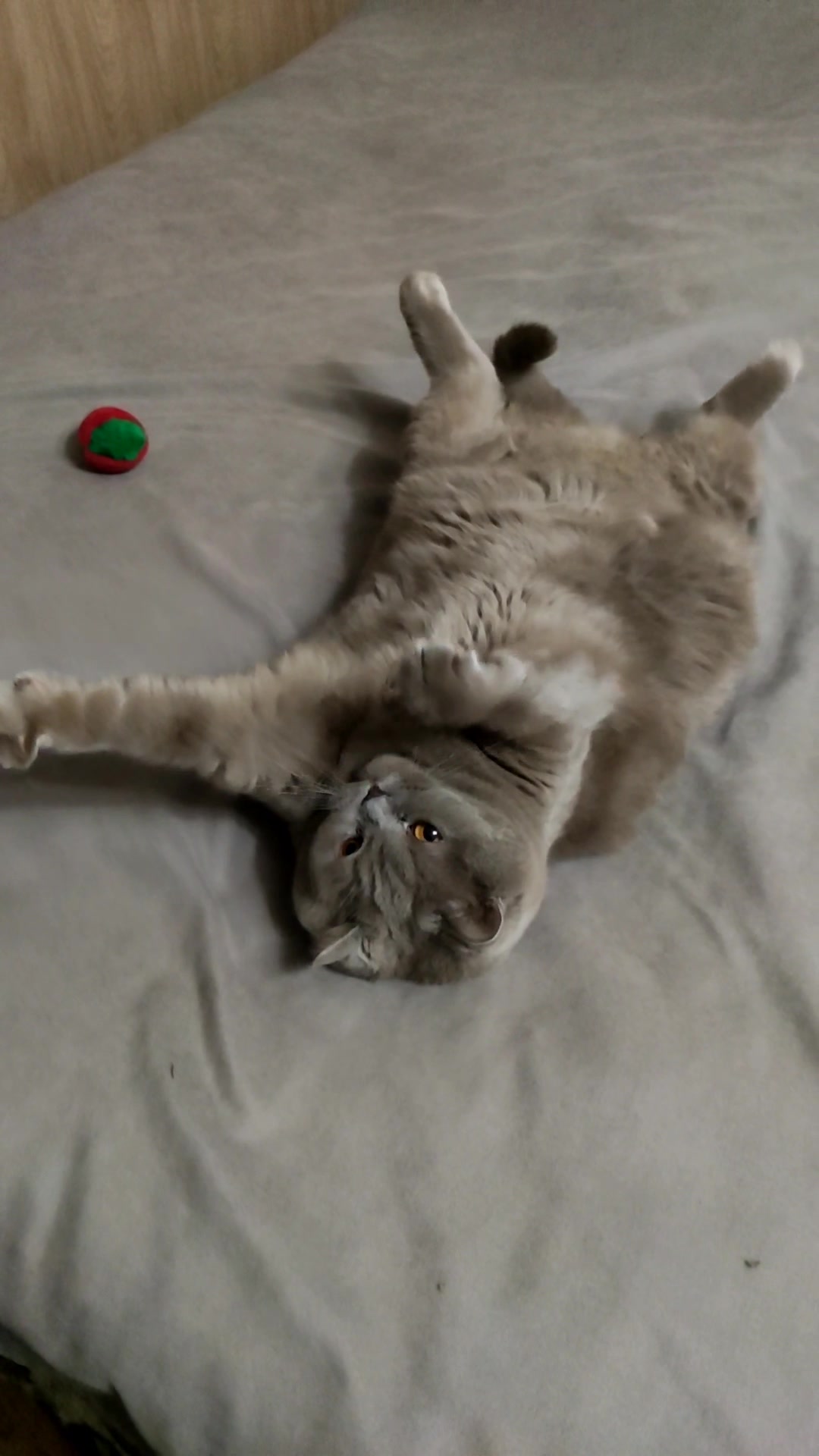 @Кошка Зефирка