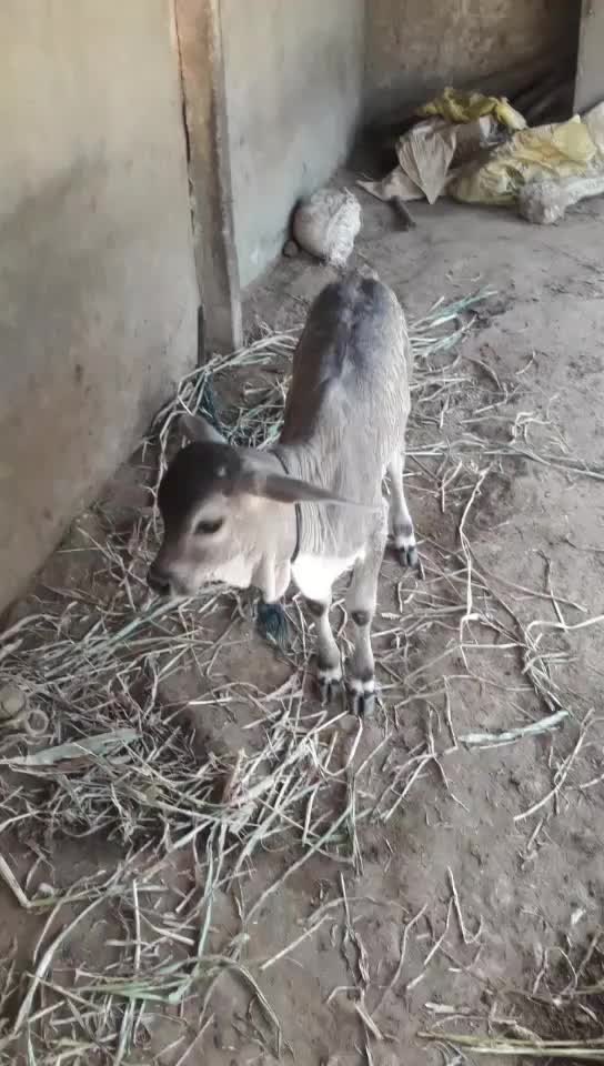 @પ્રભુભાઈ ભાડકા