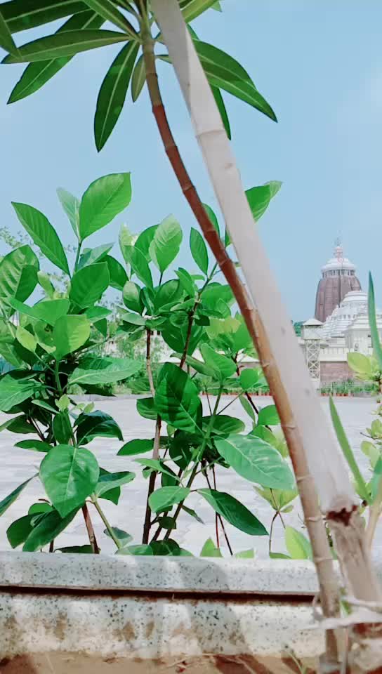 @rajesh patra