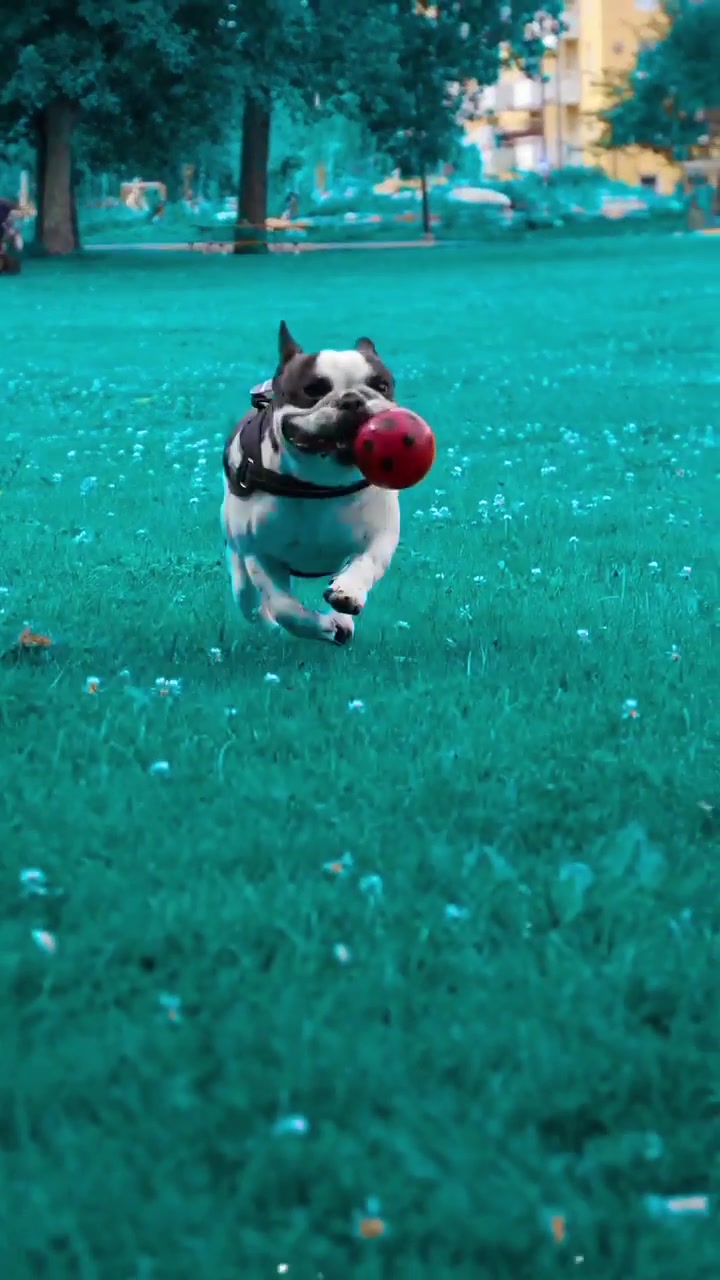 @odi_frenchie_
