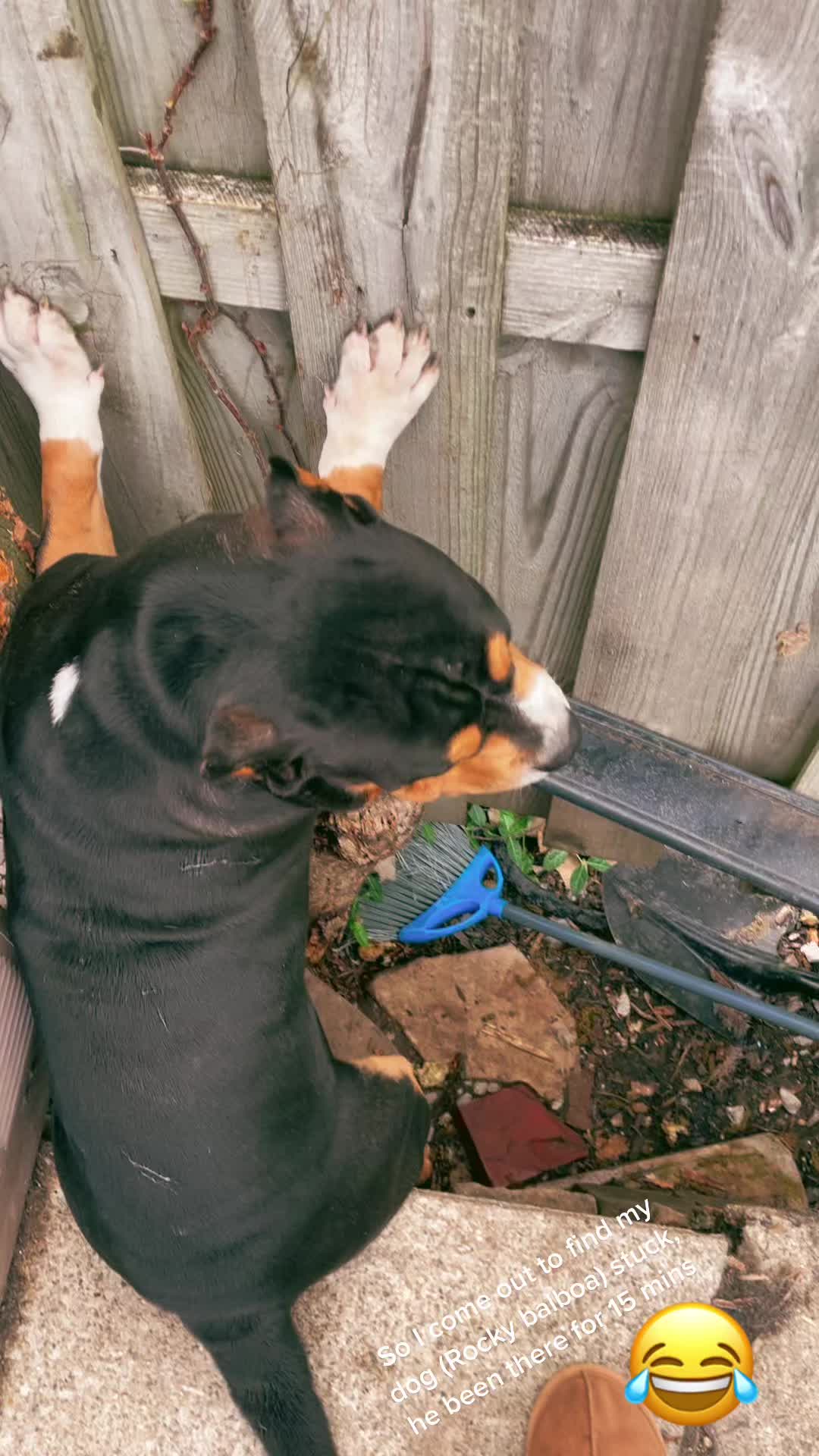 @BULLYFARM