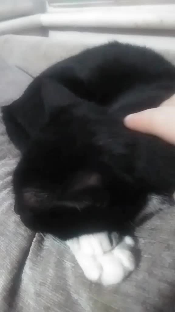 @Quirky Content Only😜 🐈