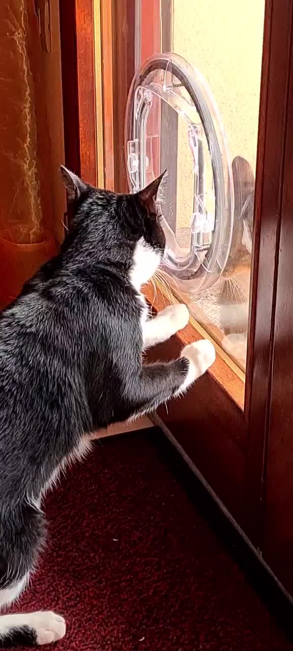 @Sia 🐱