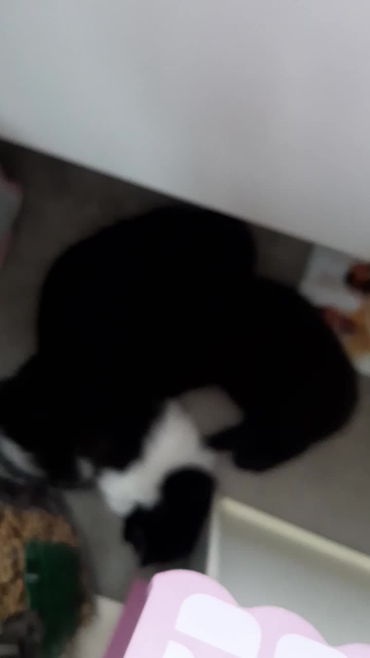 @storm.and.kittens