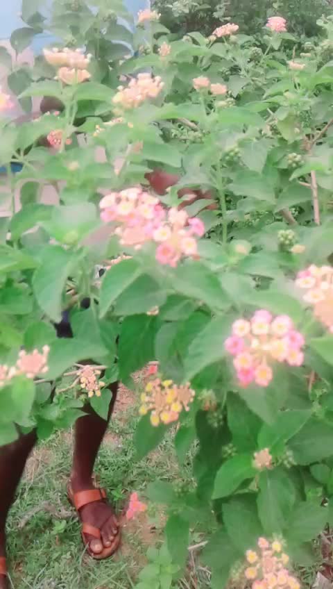 @Maheshcheerla123