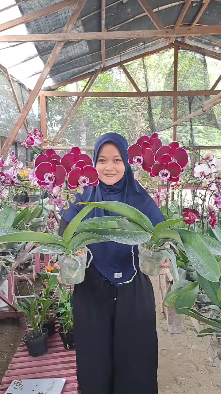 @@Anggrek_Bona