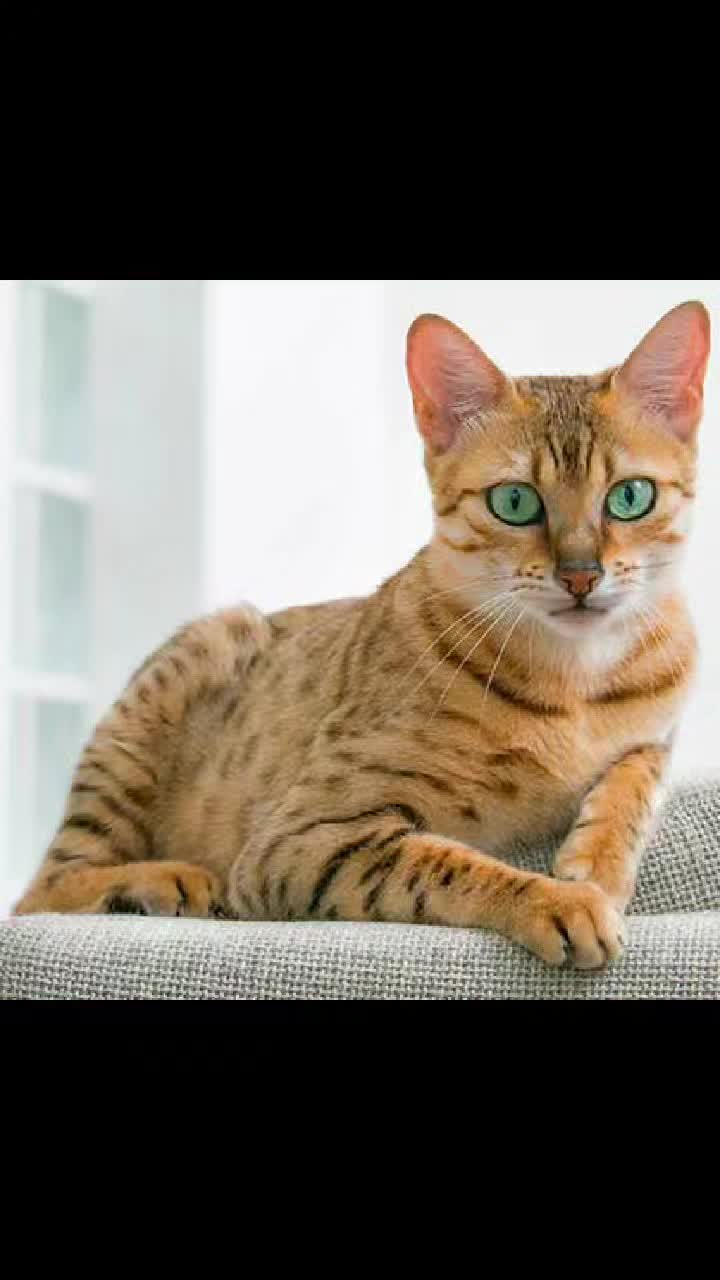 @chat 🐱🐱🐱🐈🐈