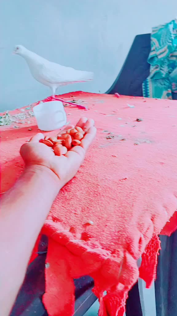 @Roshan Kandyara