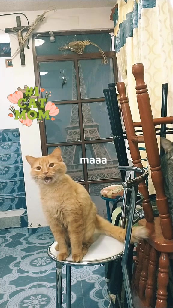 @petuchis