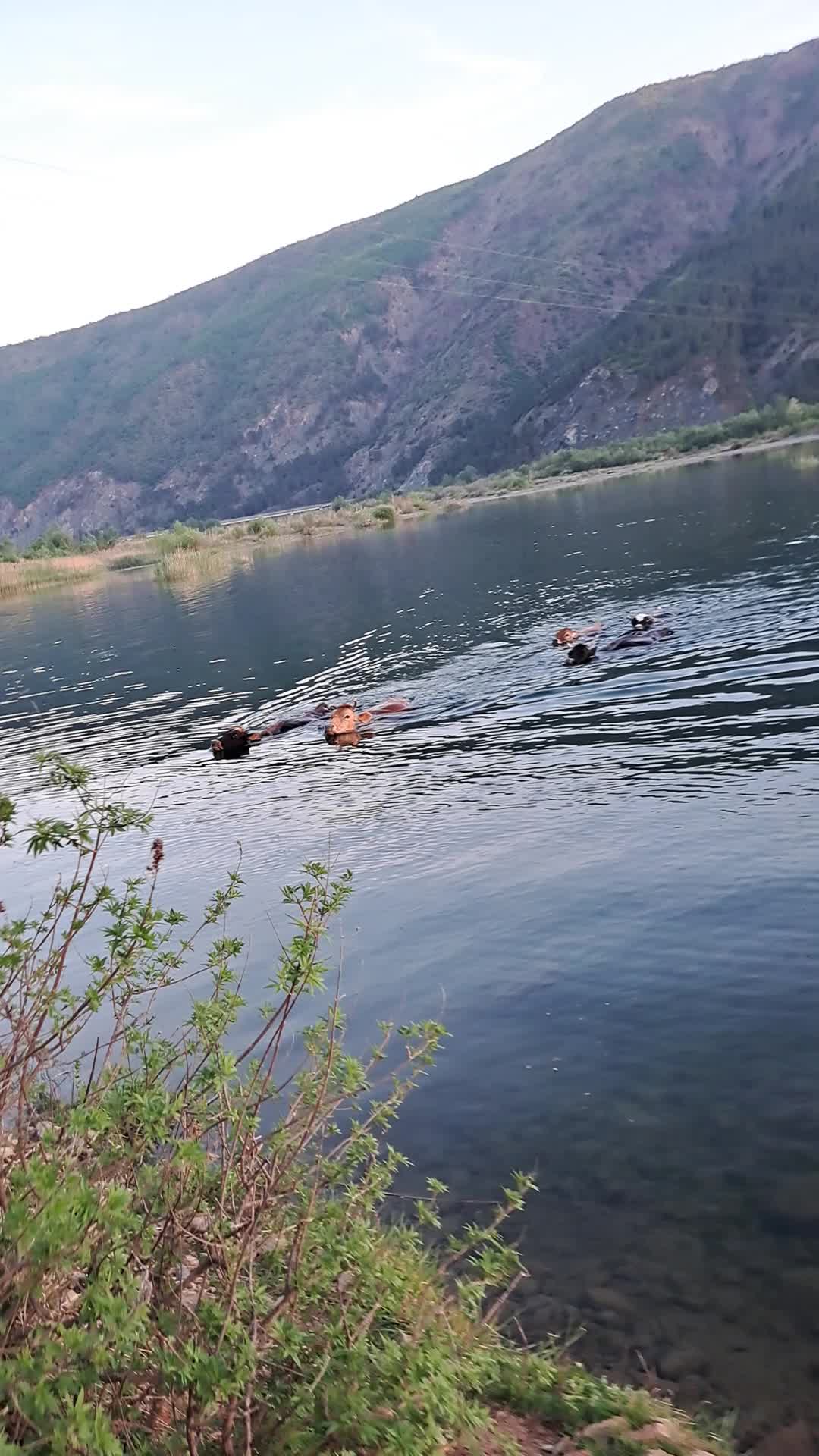 @Lumi.Shal&euml;s 🦅🇦🇱