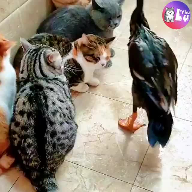 @НАТУЛИК 66