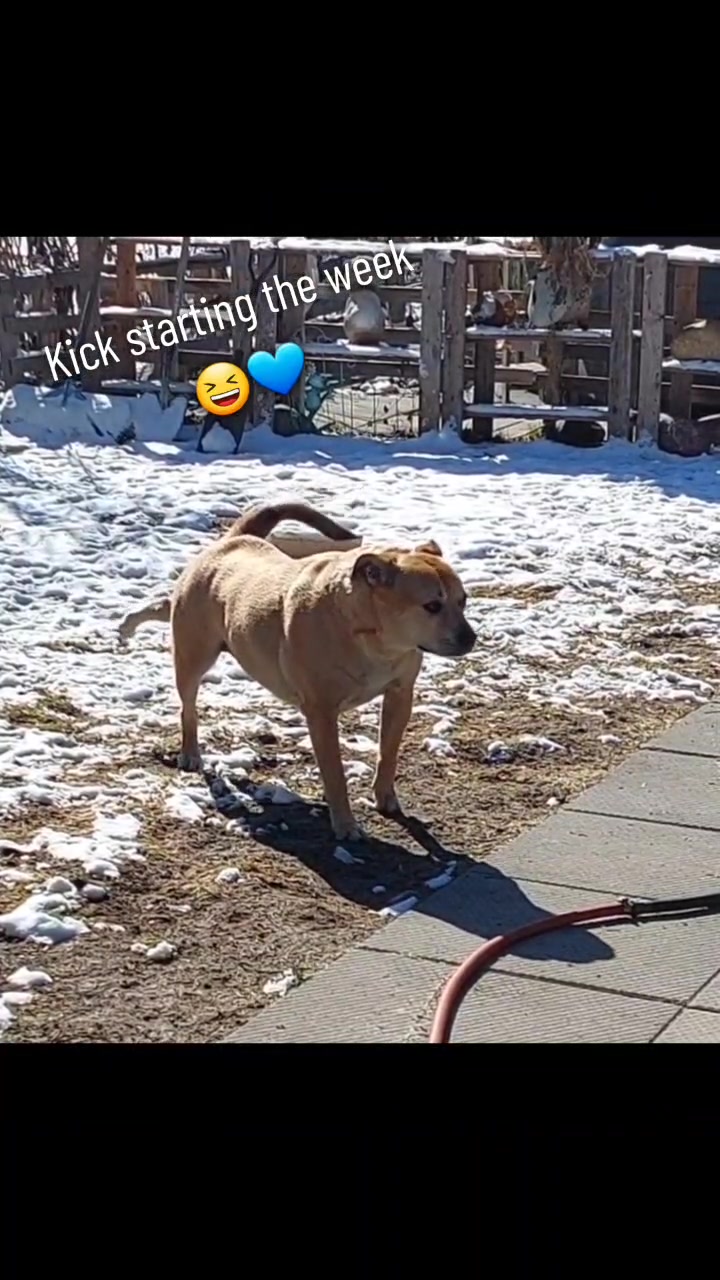 @Thesepupsthough
