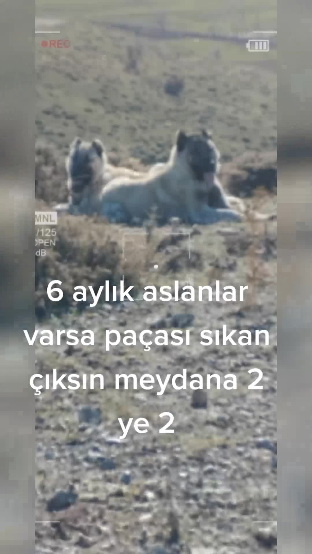 @Ebubekir Kılıç