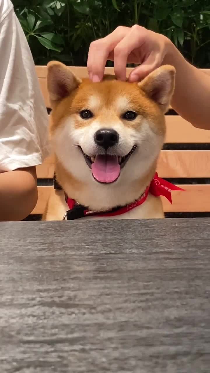 @vdogtv