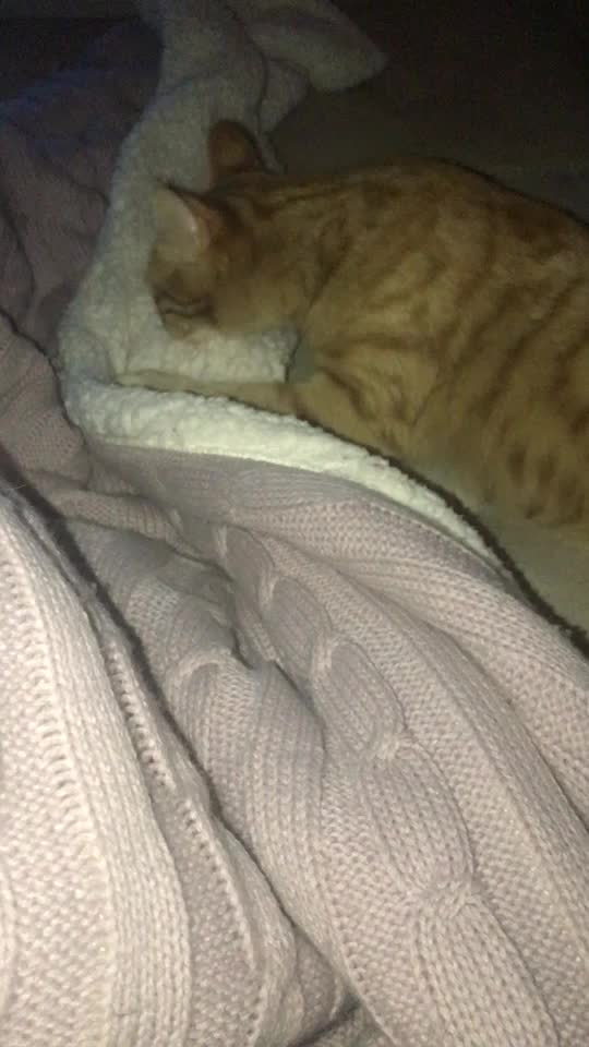 @Kedidir kedi♥️