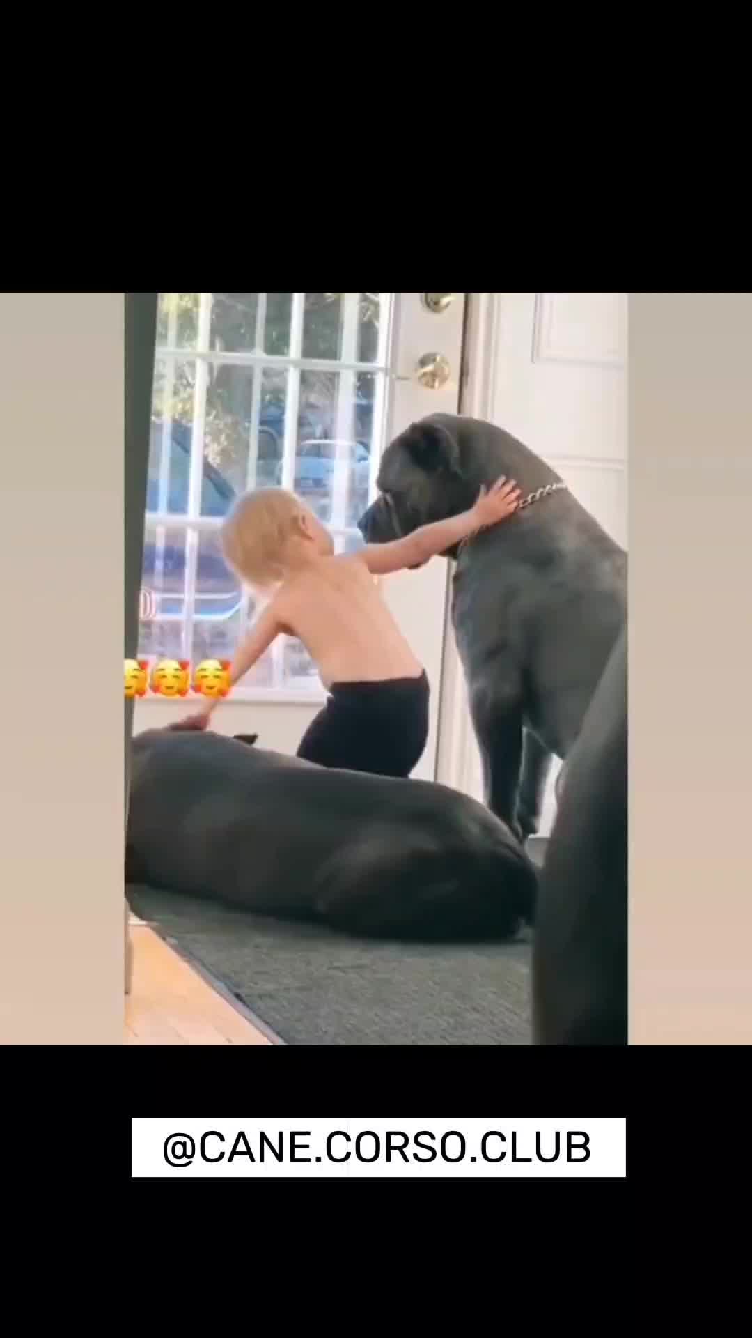@CANE CORSO CLUB
