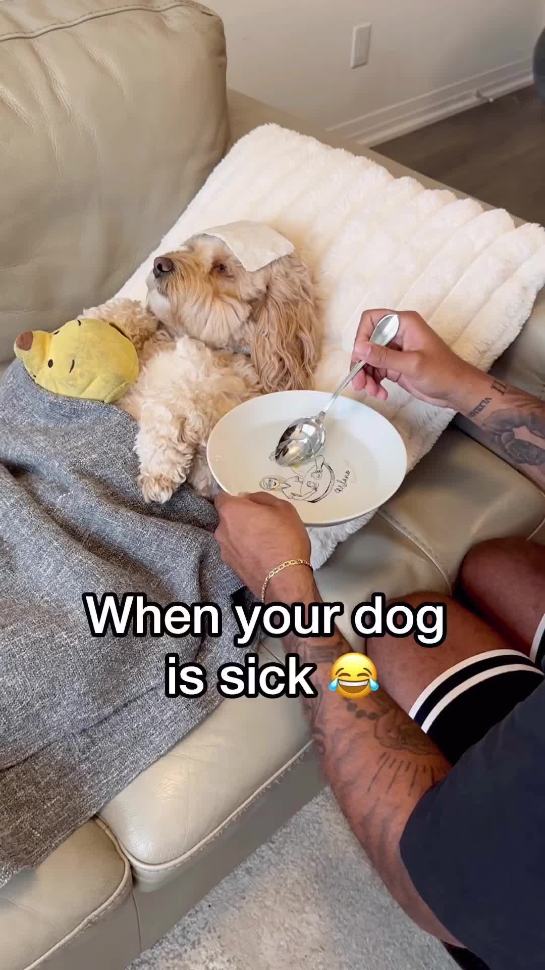 @LunaTheMiniCockapoo