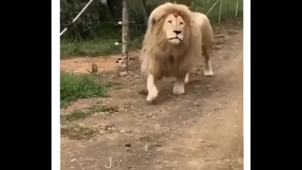 @oso
