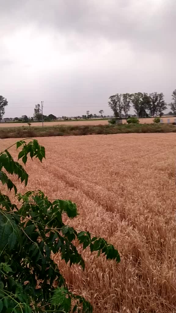 @Satvir S. Bhutta