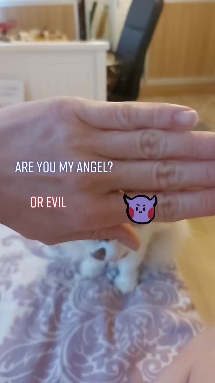 @Meowko