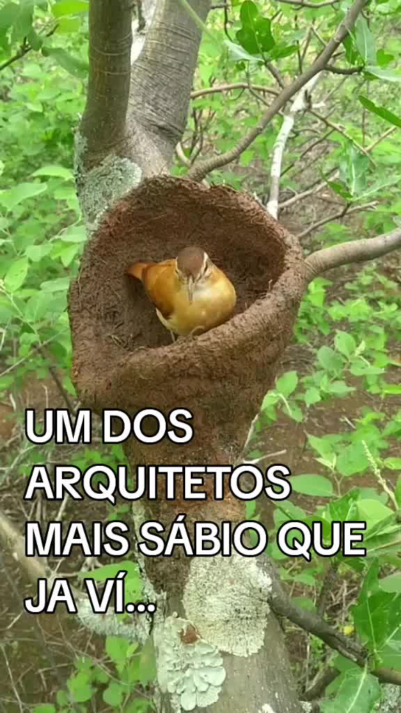 @CIDA GALV&Atilde;O A ABEN&Ccedil;OADA