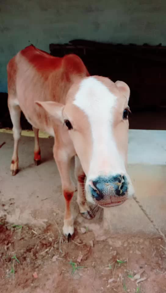 @Krishna Sahu