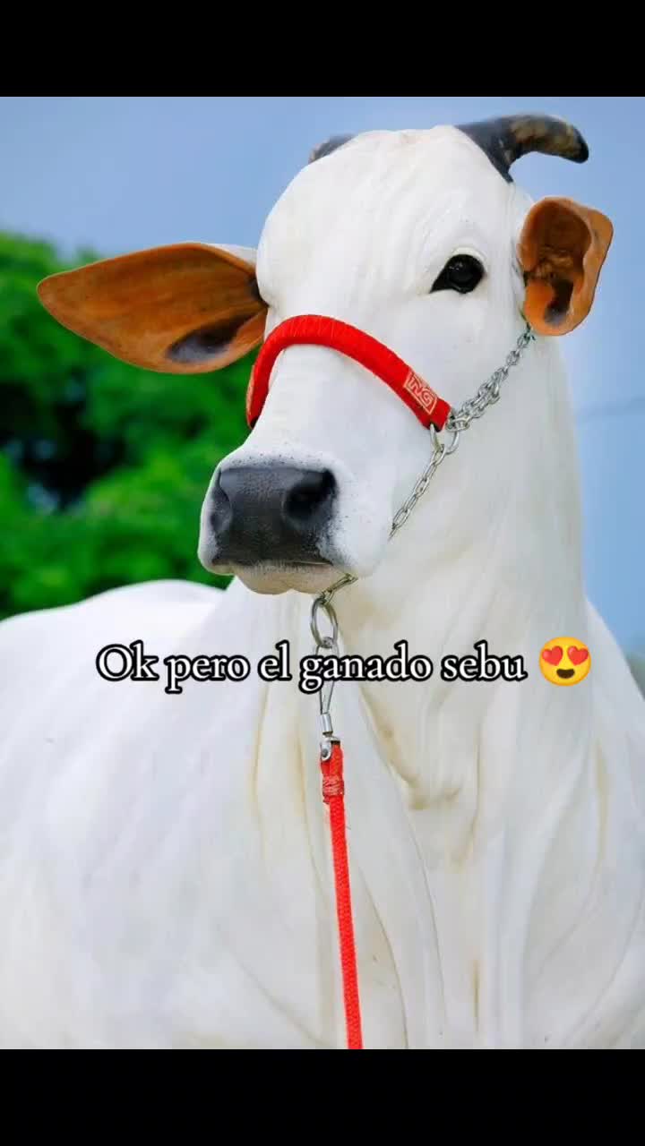 @Guillermo⚡☘️