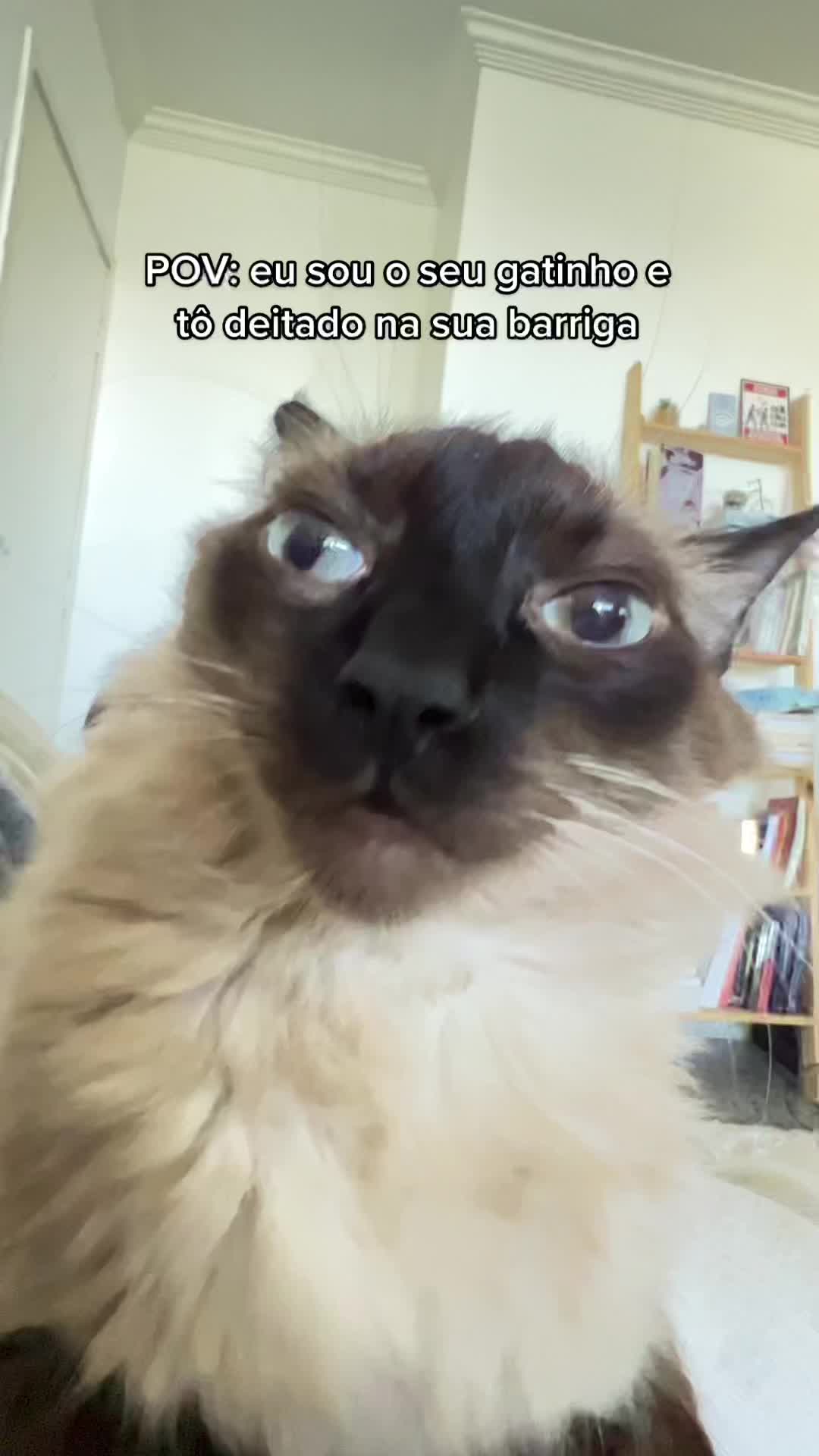 @Lorenzo the cat