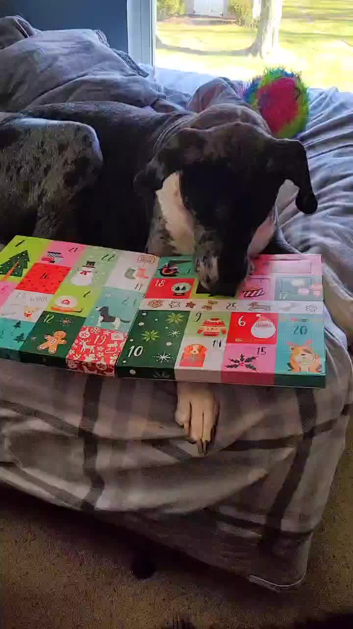 @dogmomof4