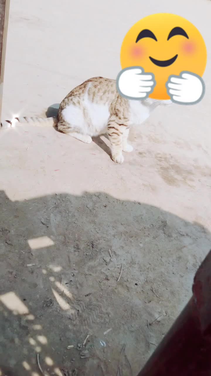 @teradeep8977