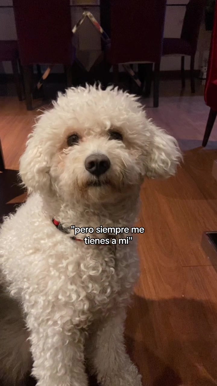 @ferchis