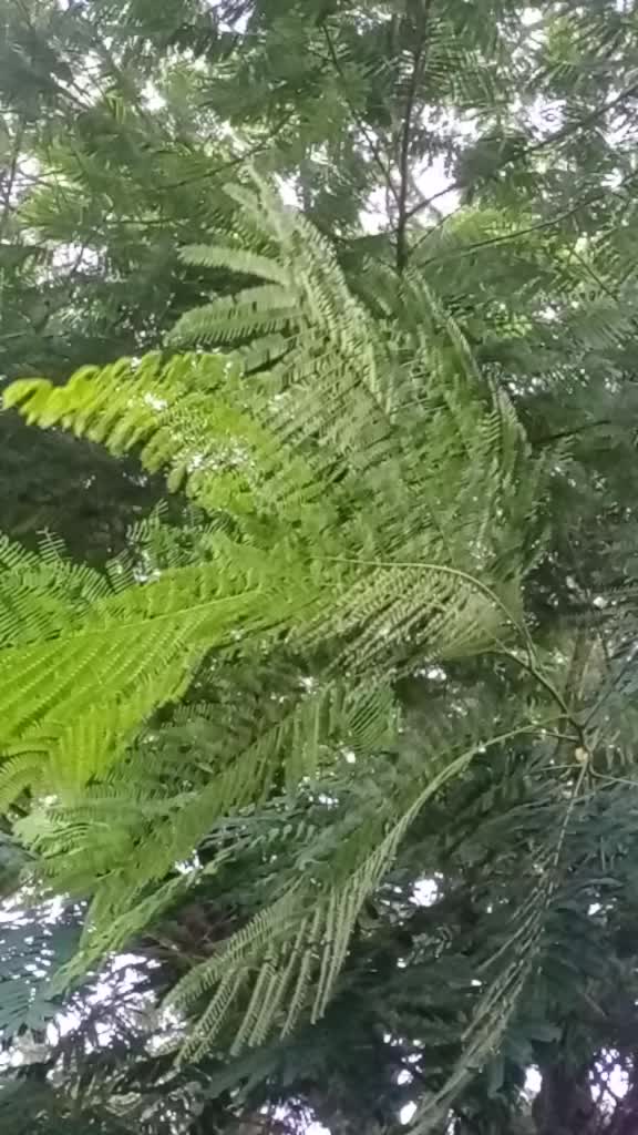 @(Nature)_(lover)