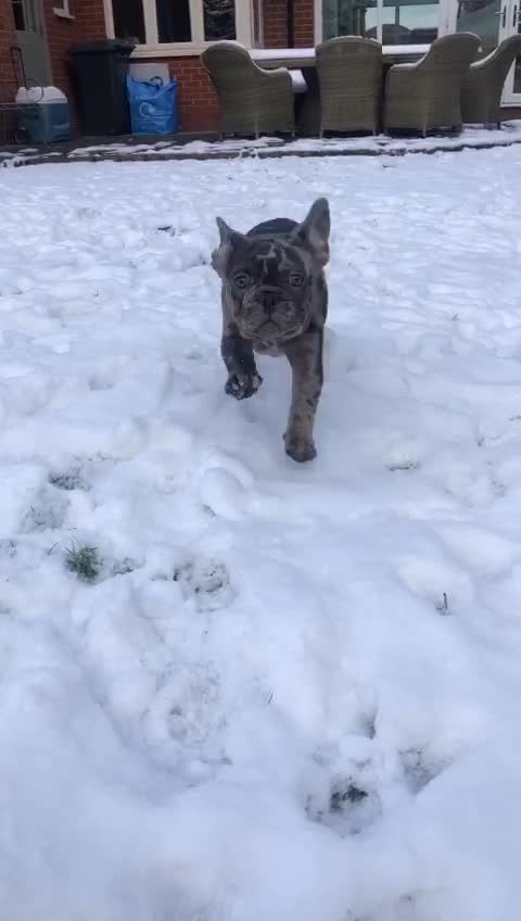 @rudzbulldogz