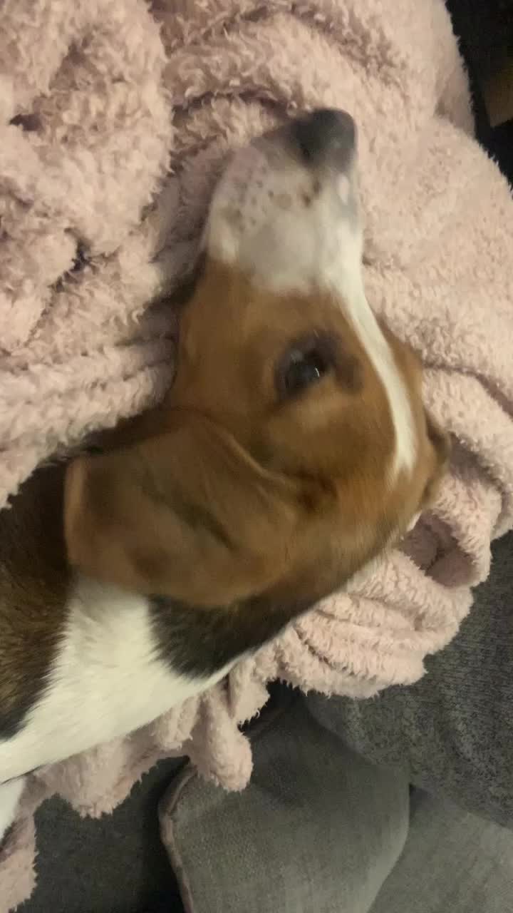 @Lync the Pocket Beagle ๐ถ