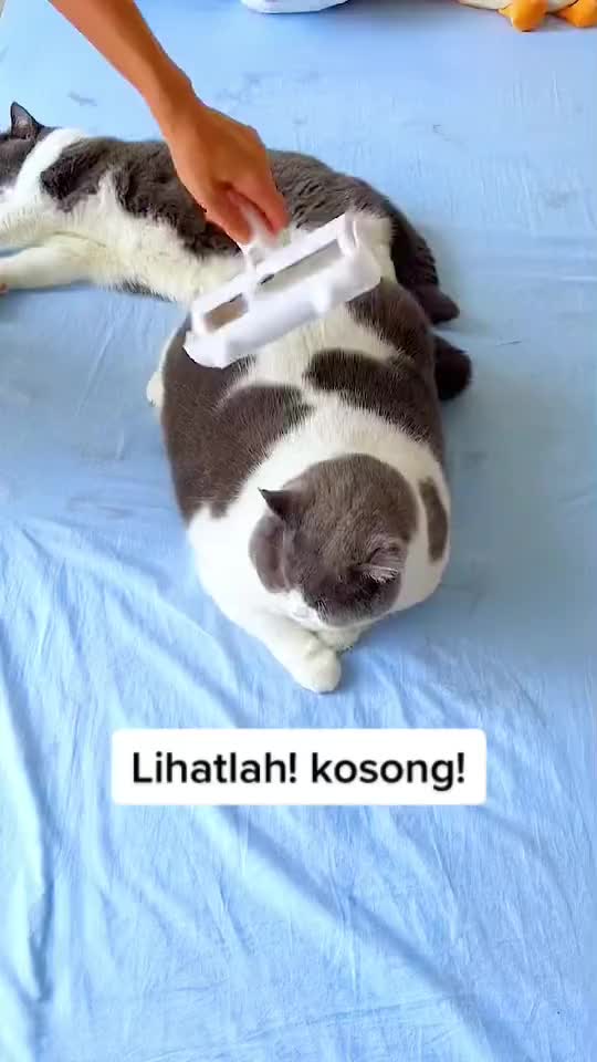 @Rich.id Petshop