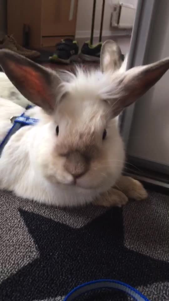 @🐰❤️